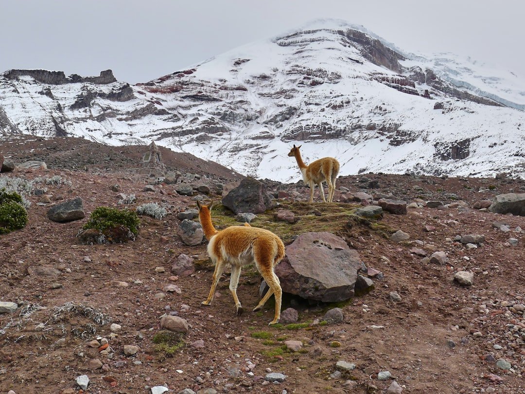 Humboldt in the Andes: The Scientist Who Invented Nature
