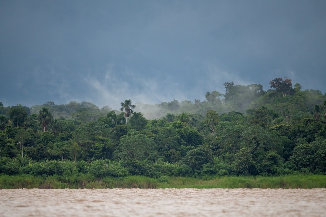 Misty rainforest canopy under a stormy sky