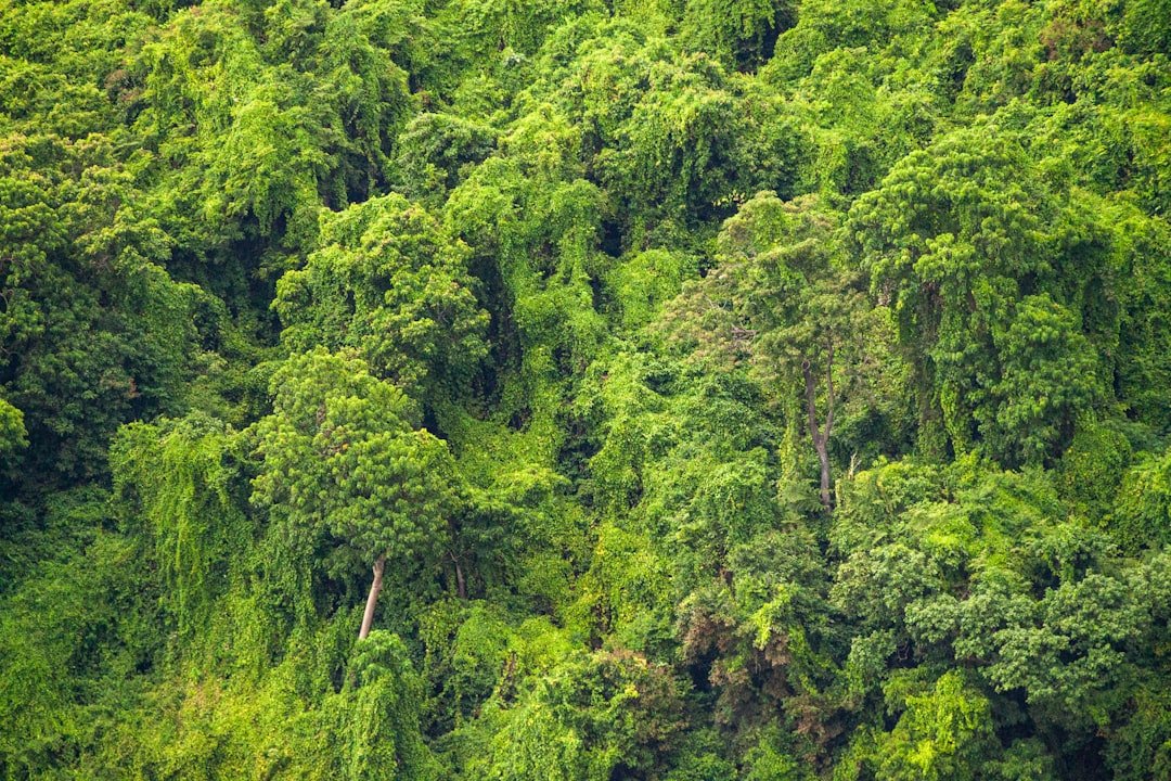 The Lost City of Z: Percy Fawcett and the Amazon's Deadliest Secret
