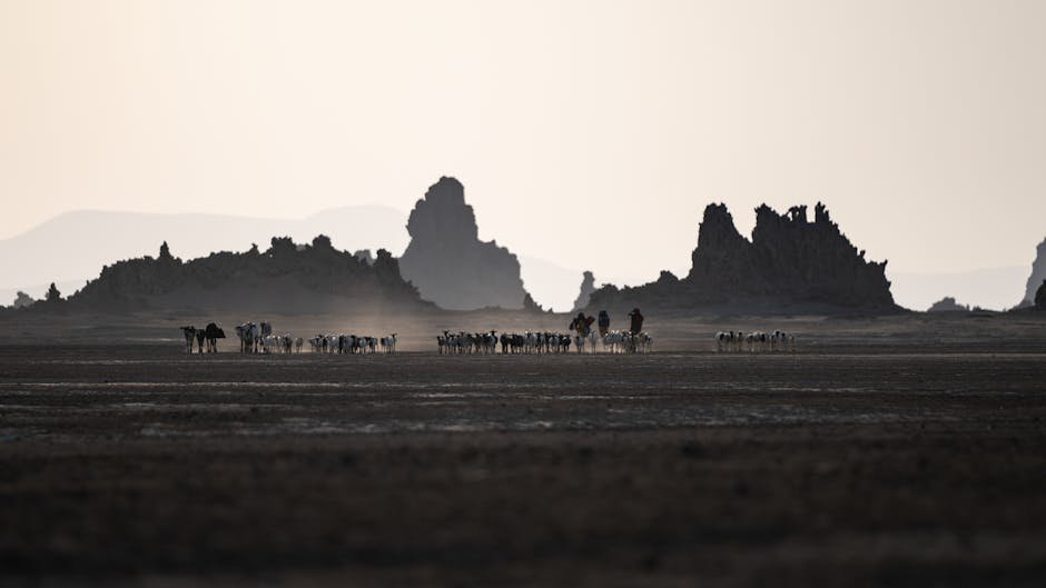 Una mandria di bestiame attraversa le pianure aride di Gibuti, incorniciata da montagne aspre al tramonto.