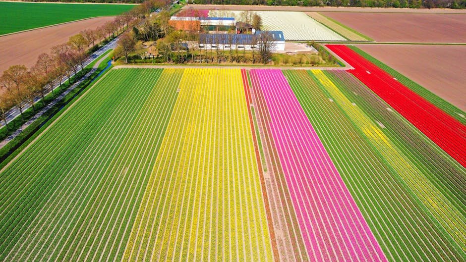 Tulip Mania: From the World's First Financial Crash to Holland's Flower Fields