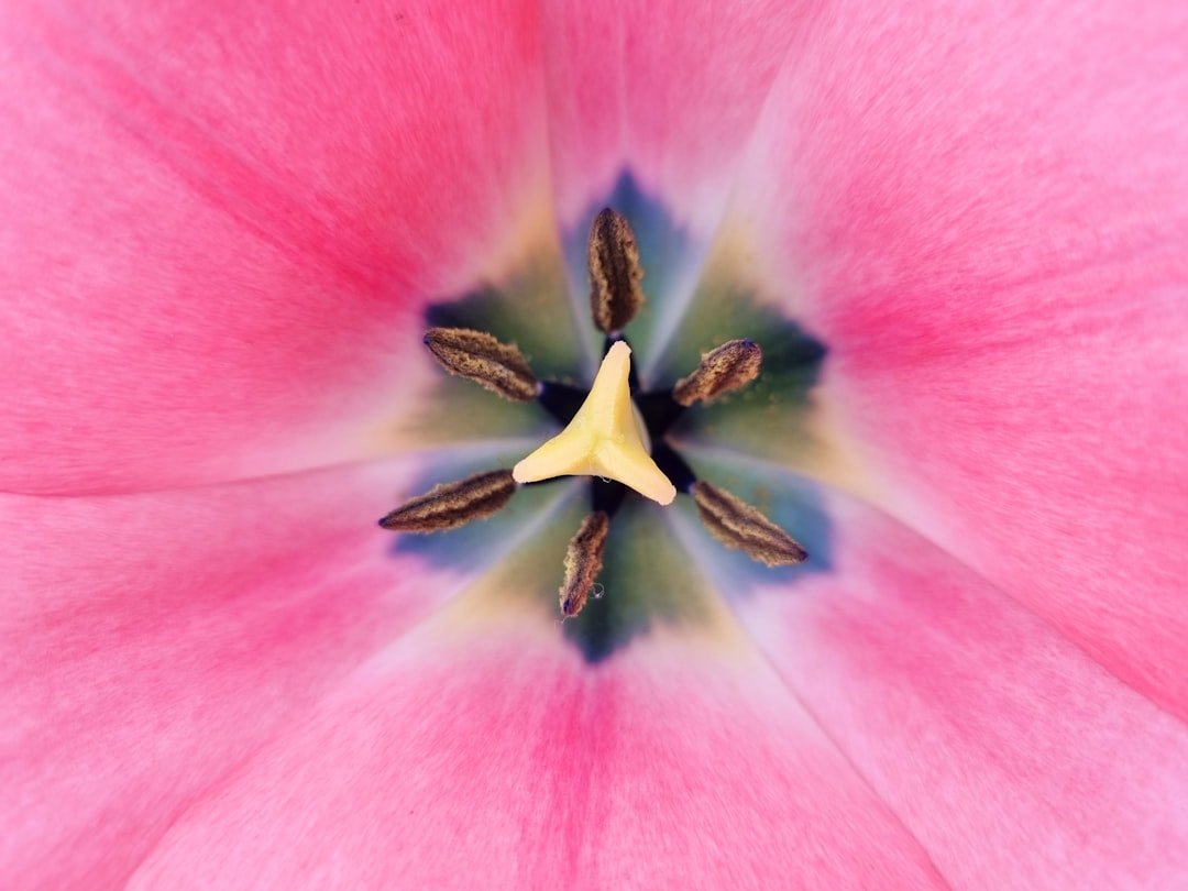 a close up of a pink flower with a yellow center