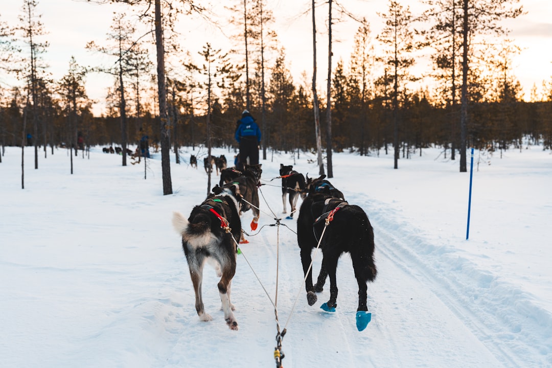 Swedish Lapland: Dog Sledding and Aurora Under the Polar Night