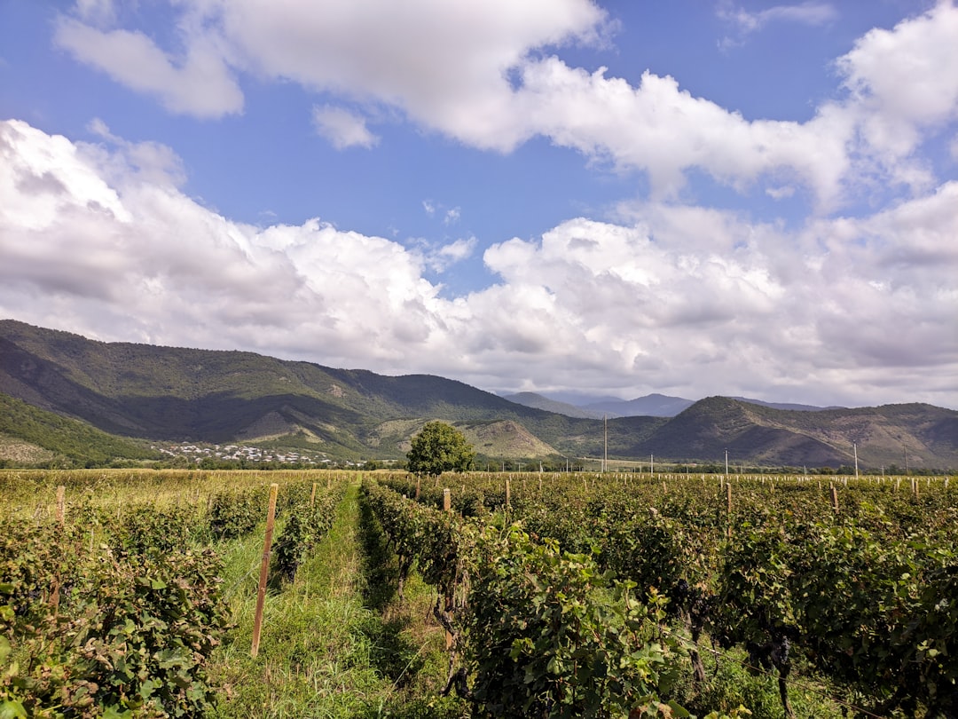 Georgia's Wine Revolution: 8,000 Years of Qvevri Tradition